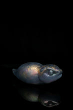 Load image into Gallery viewer, Large Tsuchinoko - NC Medium Firmness