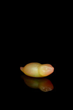 Load image into Gallery viewer, Medium Tsuchinoko - NC Medium Firmness