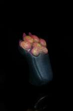 Charger l'image dans la galerie, Patte Squishy Moyenne - NC Fermeté Moyenne