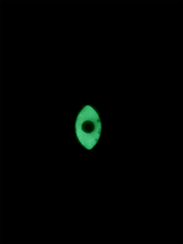Load image into Gallery viewer, Medium Tsuchinoko - Soft Firmness