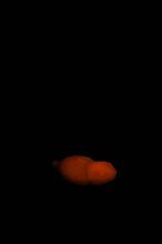 Load image into Gallery viewer, Medium Tsuchinoko - Soft Firmness