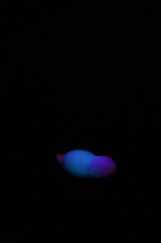 Load image into Gallery viewer, Medium Tsuchinoko - Soft Firmness