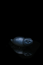 Charger l'image dans la galerie, *Changement de couleur* Grand Tsuchinoko - Fermeté moyenne