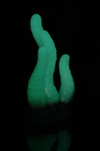 Charger l'image dans la galerie, Tentoulli - Douce Fermeté