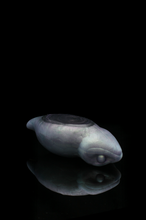 Load image into Gallery viewer, Large Tsuchinoko - Soft Firmness