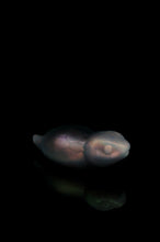 Load image into Gallery viewer, Large Tsuchinoko - NC Medium Firmness