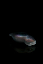 Load image into Gallery viewer, Large Tsuchinoko - NC Medium Firmness