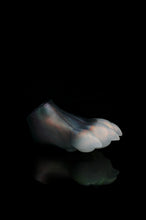 Load image into Gallery viewer, Medium Squishy Paw - NC Medium Firmness