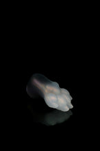 Charger l'image dans la galerie, Petite Patte Squishy - NC Fermeté Moyenne
