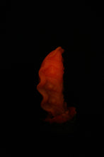 Charger l'image dans la galerie, Squill - Fermeté douce