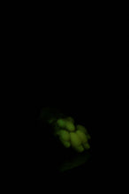 Load image into Gallery viewer, Squishy Paw - Medium Firmness