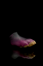 Load image into Gallery viewer, Squishy Paw - Medium Firmness